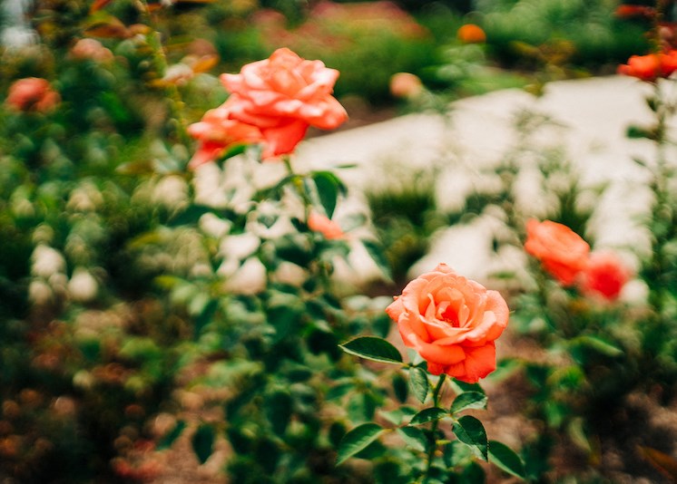 The Roseberry Rose Garden at The Roseberry, Columbia, South Carolina